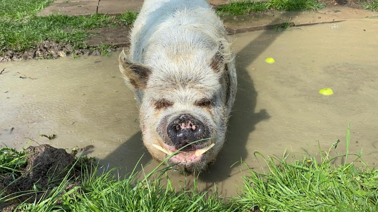 Hogget Hotel Foxton Luaran gambar