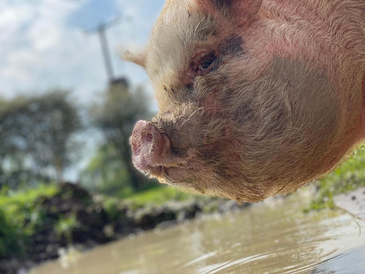 Hogget Hotel Foxton Luaran gambar
