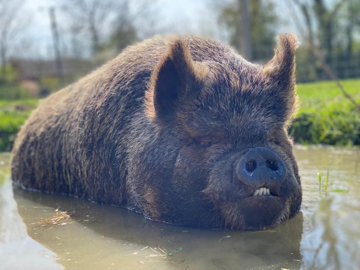 Hogget Hotel Foxton Luaran gambar